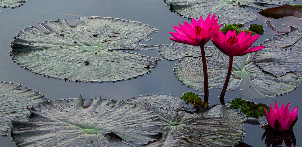 pond with lily pads and flowers